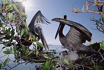 Brown Pelican (Pelecanus occidentalis) pair greeting display at nest change-over in shoreline Mangrove (Avicennia sp), Turtle Bay, Santa Cruz Island, Galapagos Islands, Ecuador