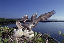 Brown Pelican (Pelecanus occidentalis) guarding chicks in Mangrove (Avicennia sp) nest, Turtle Bay, Santa Cruz Island, Galapagos Islands, Ecuador