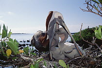 Brown Pelican (Pelecanus occidentalis) feeding chicks by regurgitation in Mangrove (Avicennia sp) nest, Turtle Bay, Santa Cruz Island, Galapagos Islands, Ecuador