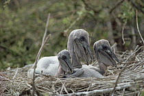 Brown Pelican (Pelecanus occidentalis) three chicks showing age difference caused by staggered egg laying, Urvina Bay, Isabella Island, Galapagos Islands, Ecuador