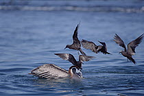 Brown Noddy (Anous stolidus) group attempting to snatch fish from Brown Pelican (Pelecanus occidentalis), Academy Bay, Santa Cruz Island, Galapagos Islands, Ecuador