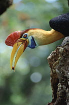 Sulawesi Red-knobbed Hornbill (Aceros cassidix) male delivering figs to a female sealed inside hollow nest cavity, Tangkoko Dua Saudara Nature Reserve, Sulawesi, Indonesia