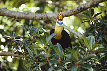 Sulawesi Red-knobbed Hornbill (Aceros cassidix) male in a fruiting fig (Ficus forsteni) tree, Tangkoko-Dua Saudara Nature Reserve, Sulawesi, Indonesia
