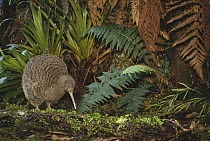 Great Spotted Kiwi (Apteryx haastii) male in rainforest habitat, Kiwi House, Otorohanga Breeding Facility, New Zealand