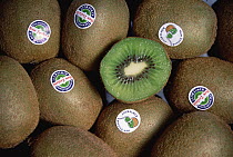 Kiwifruit (Actinidia deliciosa) grown in New Zealand was renamed the Kiwi Fruit for export and became an international success, New Zealand