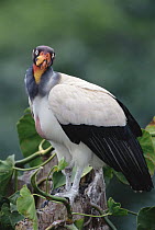 King Vulture (Sarcoramphus papa) on an epiphyte-covered rainforest snag, Tambopata-Candamo Reserved Zone, Peruvian Amazon, Peru