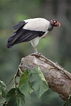 King Vulture (Sarcoramphus papa) on an epiphyte-covered rainforest snag, Tambopata-Candamo Reserved Zone, Peruvian Amazon, Peru