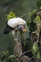 King Vulture (Sarcoramphus papa) at the entrance of its nest cavity in snag, Tambopata River, Peruvian Amazon, Peru