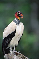 King Vulture (Sarcoramphus papa) in full breeding colors, Ese'eja native lands, Tambopata River, Peruvian Amazon, Peru
