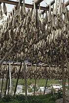 Traditional air-drying of winter Cod, a method unchanged since Viking times, Reine, Lofoten Island, Norway