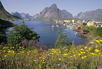 Traditional fishing village nestled amid granite peaks and summer wildflowers, Lofoten Island, Norway