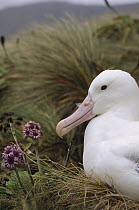 Southern Royal Albatross (Diomedea epomophora) adult incubating on nest with pink Giant Daisy (Pleurophyllum speciosum) flowers, Campbell Island, New Zealand