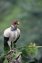 King Vulture (Sarcoramphus papa) on an epiphyte covered rainforest snag, Tambopata River, Peruvian Amazon