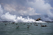 Brown Pelican (Pelecanus occidentalis) group flocking to hot waters where lava flows enter the sea attracted by dead fish, Cape Hammond, Fernandina Island, Galapagos Islands, Ecuador
