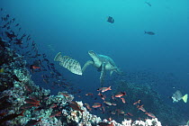 Green Sea Turtle (Chelonia mydas) endangered, with Creole fish school, Wenman Island, Galapagos Islands, Ecuador