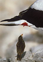 Sharp-beaked Ground-Finch (Geospiza difficilis) drawing blood from base of Masked Booby (Sula dactylatra) feathers, an adaptation unique to Wenman Island, Galapagos Islands, Ecuador