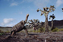 Saddleback Galapagos Tortoise (Chelonoidis nigra hoodensis) old male in arid caldera, Pinzon Island, Galapagos Islands, Ecuador