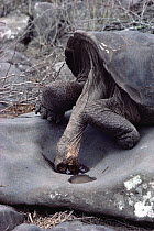 Saddleback Galapagos Tortoise (Chelonoidis nigra hoodensis) male visiting polished drinking rock, wet from nightly drizzle in arid habitat, Pinzon Island, Galapagos Islands, Ecuador