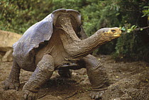Saddleback Galapagos Tortoise (Chelonoidis nigra hoodensis) mature male, one of only two used for captive animal breeding, Charles Darwin Research Station, Santa Cruz Island, Galapagos Islands, Ecuado...