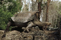 Saddleback Galapagos Tortoise (Chelonoidis nigra hoodensis) mature male, one of only two used for captive animal breeding, Charles Darwin Research Station, Santa Cruz Island, Galapagos Islands, Ecuado...