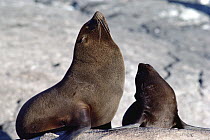 Galapagos Fur Seal (Arctocephalus galapagoensis) mother and pup resting, Cape Douglas, Fernandina Island, Galapagos Islands, Ecuador