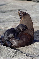 Galapagos Fur Seal (Arctocephalus galapagoensis) mother and playful pup, Cape Douglas, Fernandina Island, Galapagos Islands, Ecuador