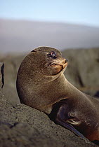 Galapagos Fur Seal (Arctocephalus galapagoensis) male guarding territory, Cape Douglas, Fernandina Island, Galapagos Islands, Ecuador