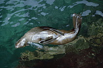Galapagos Fur Seal (Arctocephalus galapagoensis) sleeping in water to keep cool, James Bay Grottoes, Santiago Island, Galapagos Islands, Ecuador
