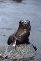 Galapagos Fur Seal (Arctocephalus galapagoensis) pup in tide pool, Cape Hammond, Fernandina Island, Galapagos Islands, Ecuador