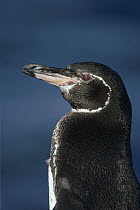 Galapagos Penguin (Spheniscus mendiculus) portrait, Bartolome Island, Galapagos Islands, Ecuador