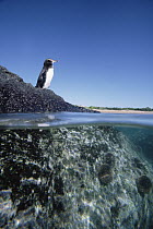Galapagos Penguin (Spheniscus mendiculus) in typical coastal habitat, Bartolome Island, Galapagos Islands, Ecuador