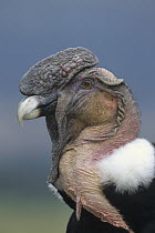 Andean Condor (Vultur gryphus) adult male named Rucu is 35 years old, Condor Huasi Project, Hacienda Zuleta, Cayambe, Ecuador