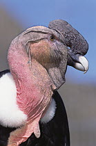 Andean Condor (Vultur gryphus) adult male in prime colors named Taita is 12 years old, Condor Huasi Project, Hacienda Zuleta, Cayambe, Ecuador