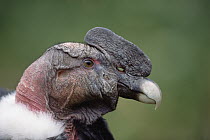 Andean Condor (Vultur gryphus) adult male named Inti is eight years old, Condor Huasi Project, Hacienda Zuleta, Cayambe, Ecuador
