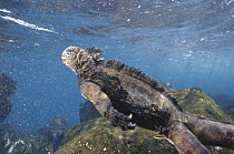 Marine Iguana (Amblyrhynchus cristatus) in wave washed shallows, Academy Bay, Santa Cruz Island, Galapagos Islands, Ecuador