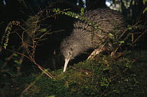 Okarito Kiwi (Apteryx rowi) male affectionately known as Scooter patrolling his territory, Okarito Forest, Westland, South Island, New Zealand