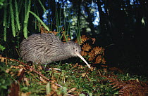 Okarito Kiwi (Apteryx rowi) male affectionately known as Scooter patrolling his territory, Okarito Forest, Westland, South Island, New Zealand