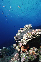 Fine-spotted Moray Eel (Gymnothorax dovii) amid corals, Roca Redonda, Galapagos Islands, Ecuador