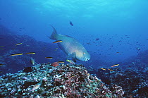 Redlip Parrotfish (Scarus rubroviolaceus) swimming over corals, Roca Redonda, Galapagos Islands, Ecuador