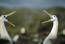 Waved Albatross (Phoebastria irrorata) couple in courtship display, Punta Suarez, Galapagos Islands, Ecuador
