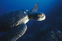 Green Sea Turtle (Chelonia mydas) swimming underwater, Cousin's Island, Galapagos Islands, Ecuador