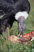 Andean Condor (Vultur gryphus) femalenamed Paccha five years old feeding on, carrion, captive animal, Condor Huasi Project, Hacienda Zuleta, Cayambe, Ecuador