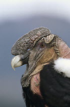 Andean Condor (Vultur gryphus) adult male named Rucu is 35 years old, Condor Huasi Project, Hacienda Zuleta, Cayambe, Ecuador