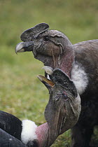 Andean Condor (Vultur gryphus) adult males playing together Pimampiro is seven years old and Tsishca is less than five years old, Condor Huasi Project, Hacienda Zuleta, Cayambe, Ecuador