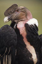 Andean Condor (Vultur gryphus) adult male named Inti is eight years old, Condor Huasi Project, Hacienda Zuleta, Cayambe, Ecuador