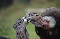 Andean Condor (Vultur gryphus) adult males playing together Pimampiro is seven years old and Tsishca is less than five years old, Condor Huasi Project, Hacienda Zuleta, Cayambe, Ecuador
