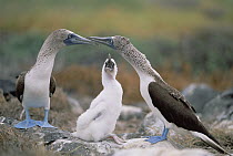 Blue-footed Booby (Sula nebouxii) family on nest site, Punta Suarez, Hood Island, Galapagos Islands, Ecuador