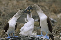Blue-footed Booby (Sula nebouxii) family on nest site, Punta Suarez, Hood Island, Galapagos Islands, Ecuador
