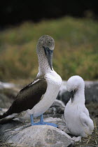 Blue-footed Booby (Sula nebouxii) parent and chick preening on nest site, Punta Suarez, Hood Island, Galapagos Islands, Ecuador