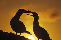 Masked Booby (Sula dactylatra) couple courting at sunset, Tower Island, Galapagos Islands, Ecuador